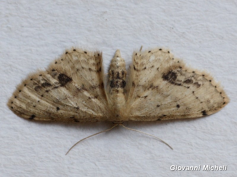 Geometridae da ID - Idaea dimidiata